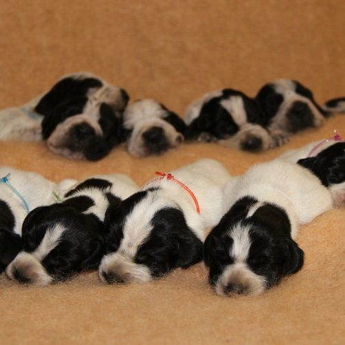 Elevage canin de braque d'Auvergne