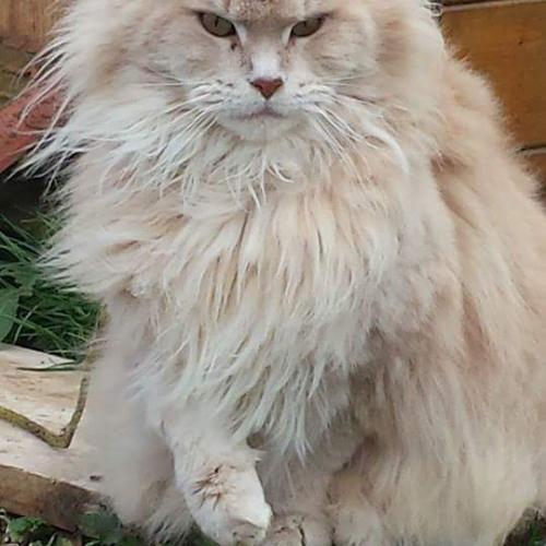 chatterie des rives de l'aa