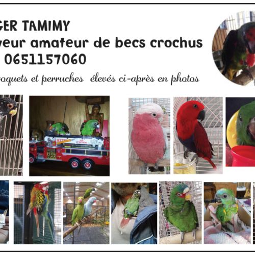 Eleveur amateur de becs crochus