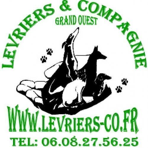 Association : LEVRIERS & COMPAGNIE