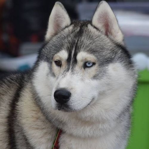 Bienvenue à l'élevage passion de husky de sibérie