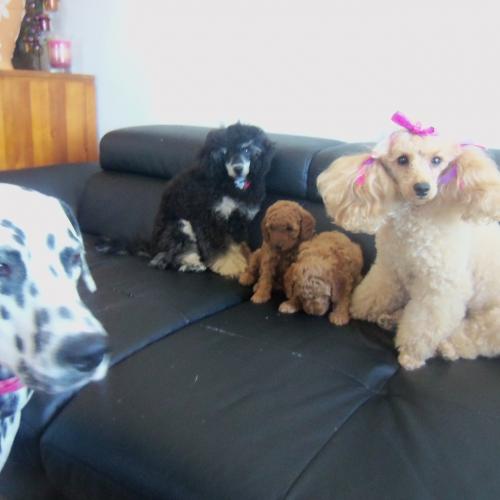 élevage des jours étoilés