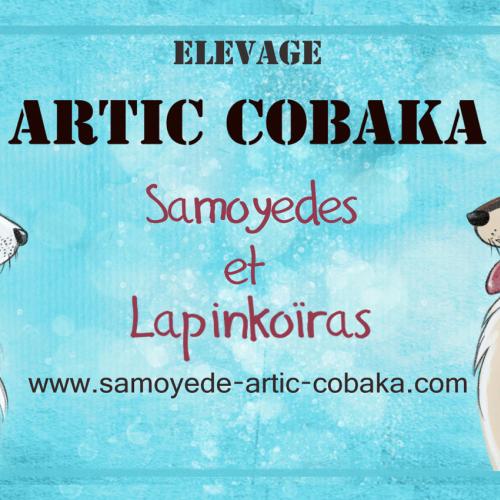 Elevage of Artic Cobaka