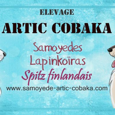 Elevage of artic cobaka