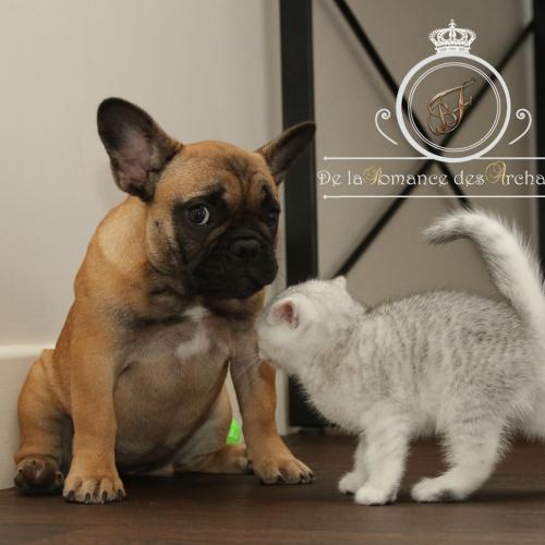 Eleveur: De la Romance des Archanges- 72