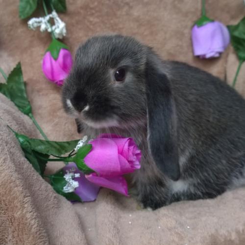 LAPIRATE, élevage de lapin nain bélier