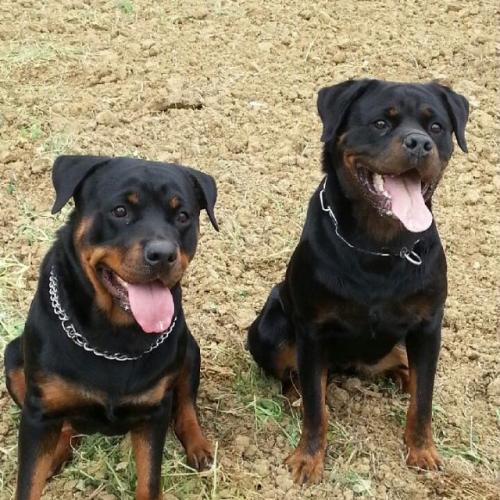 Elevage du domaine d'Helfy et Ganja