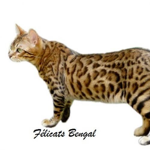 Elevage familial Félicats Bengal