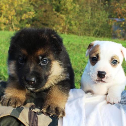 Elevage de jack russell et de Berger Allemand LOF