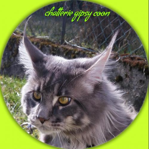chatterie gipsy coon