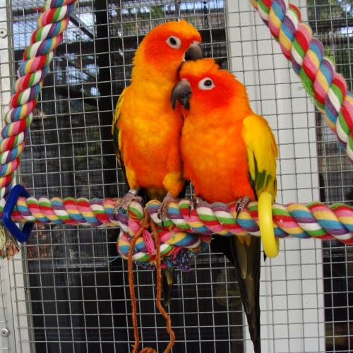 Elevage amateur conures