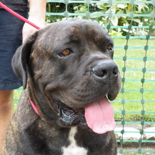 Elevage de L'Héritage des Claudius .