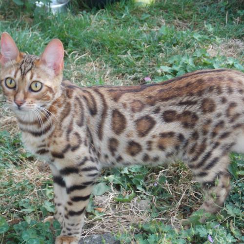 chatterie cadillacbengal