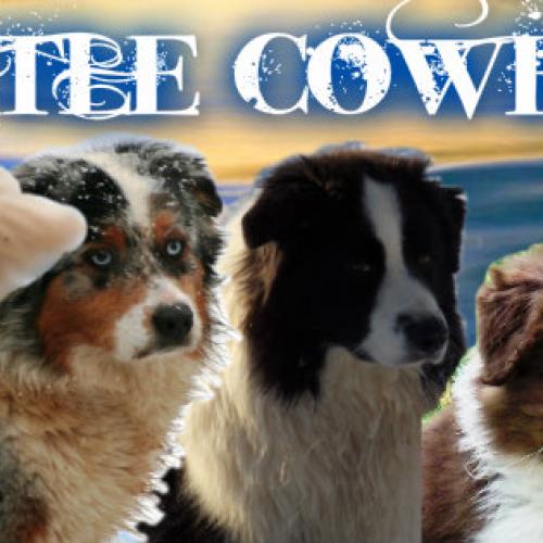 elevage de bergers australiens LITTLE COWBOY