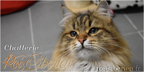 Chatterie Roi Sibérien