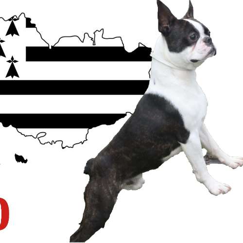 Crocs.Minilus Elevage de Boston Terrier