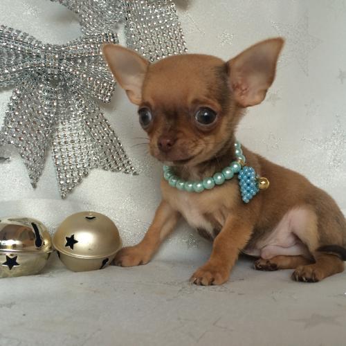 elevage de chiens de petite taille