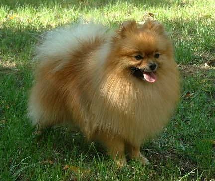 Eleveur : selection canine