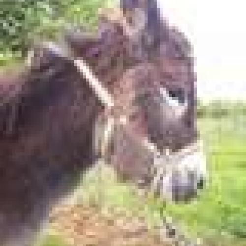 Association : Un Regard,Une Caresse,Un Sourire