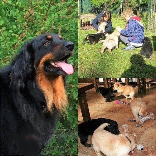 Elevage de hovawarts