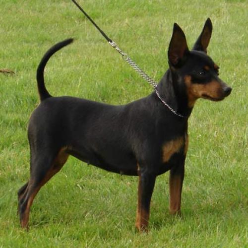 Élevage : pinscher nain