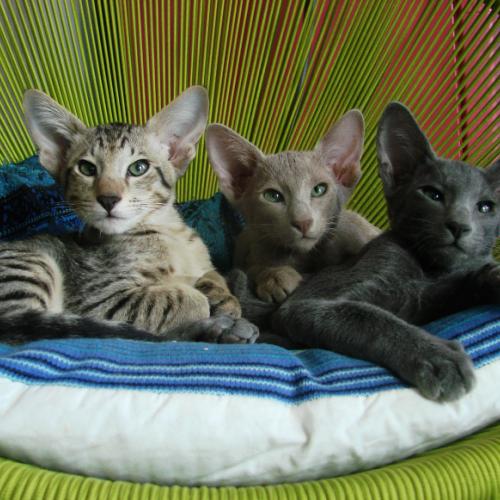 Chatterie des Trois Figuiers