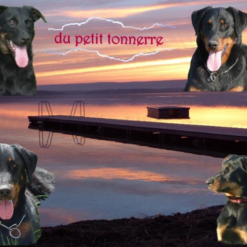 elevage du petit tonnerre