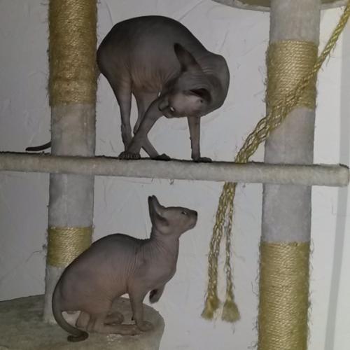 Chatterie des 1000 et 1 sphynx