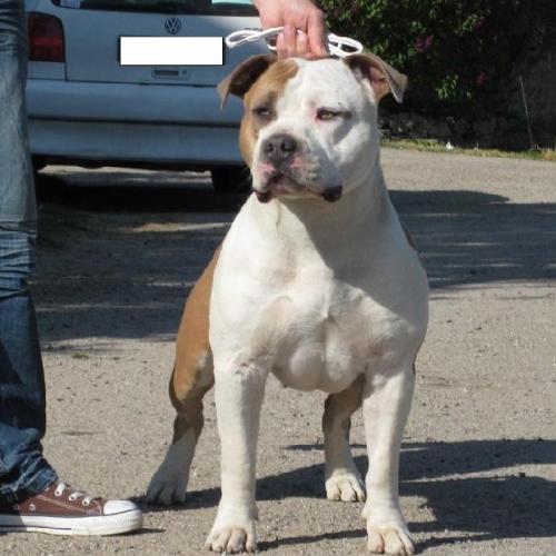 Elevage lealta's edition