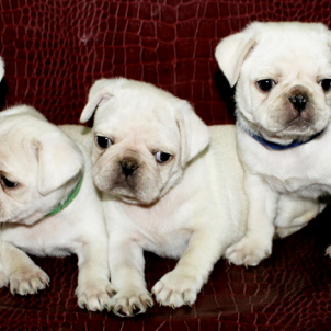 L'élevage aux pays des merveilles