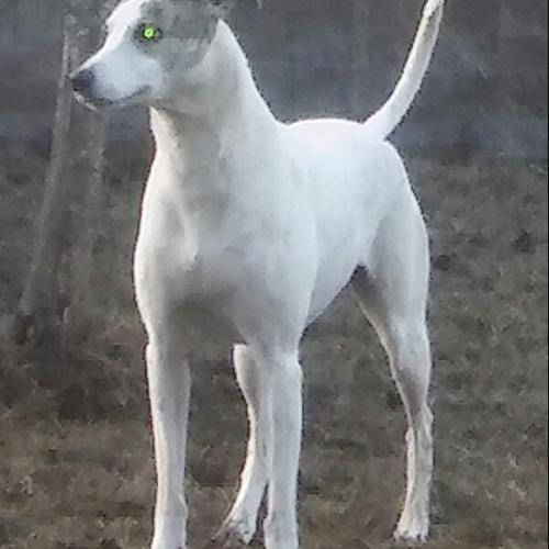 Bienvenue chez les long nez