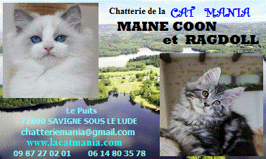 Elevage familial de Ragdoll et Maine coon