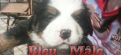 Elevage familial de Bouvier Bernois