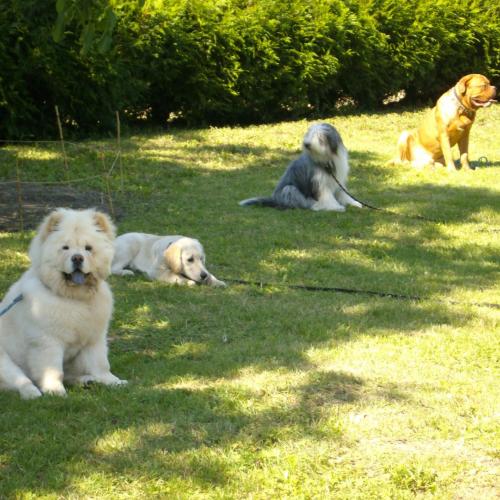 Éducateur comportementaliste canin dans le 23