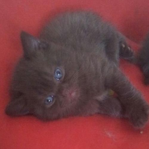 Elevage British Shorthair et Maine Coon