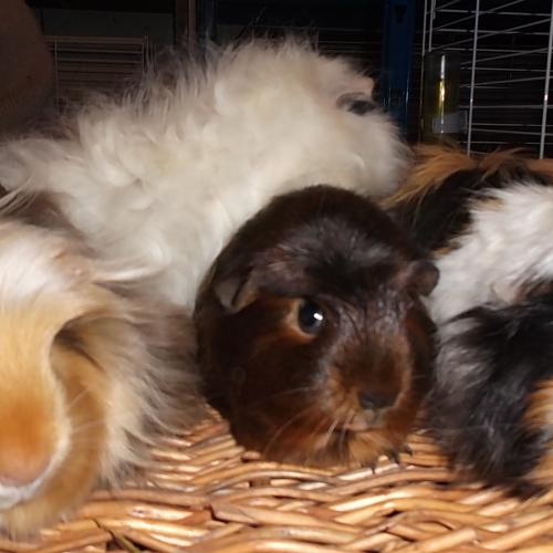 la colonie des pouics