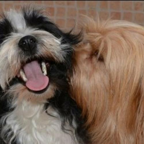 élevage la Roseraie aux Pinsons