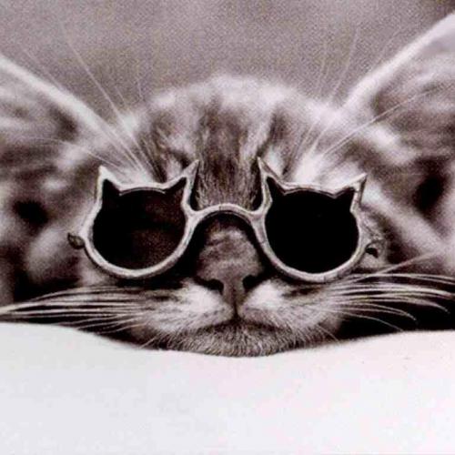 Pension pour Chats Au Thelle du Chat