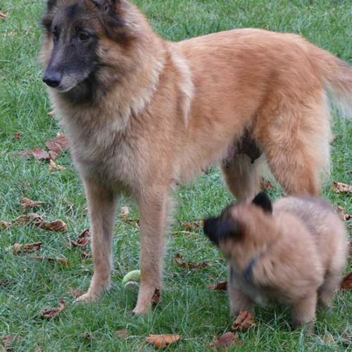 Élevage : domaine de la sûre