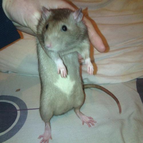 mes ratous vos futurs loulous