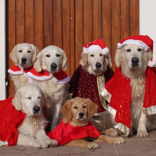 Of Tutti Frutti Island élevage de golden retriever