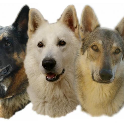 Elevage berger blanc suisse et chien loup tchèque