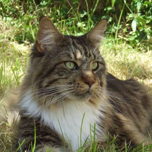 élevage Fusion'l Coon's