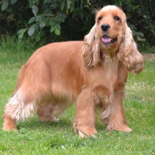 Elevage du bois de morchêne