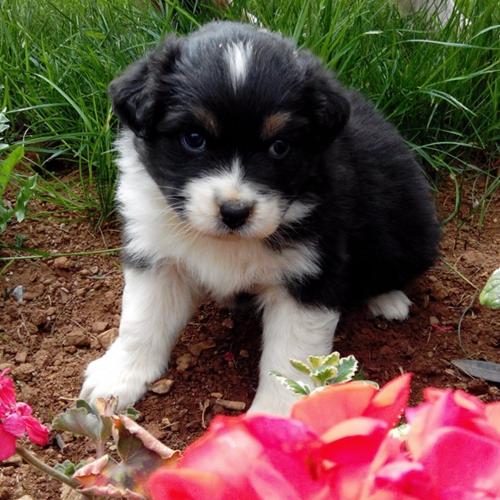 Elevage de bergers australiens des eoles du sor