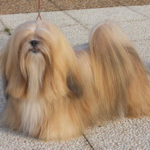 Elevage des Terres de Bourguenailles