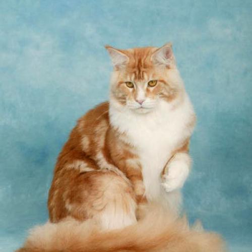 Elevage professionnel de Maine Coon