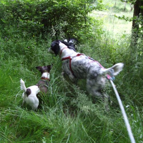 Utopia garde d'animaux