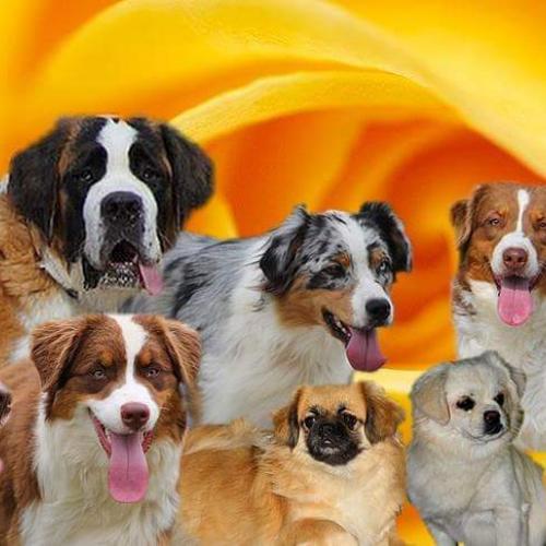 Eleveur : élevage d'Elocera parck