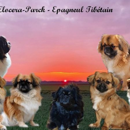 Eleveur : élevage d'elocera parck